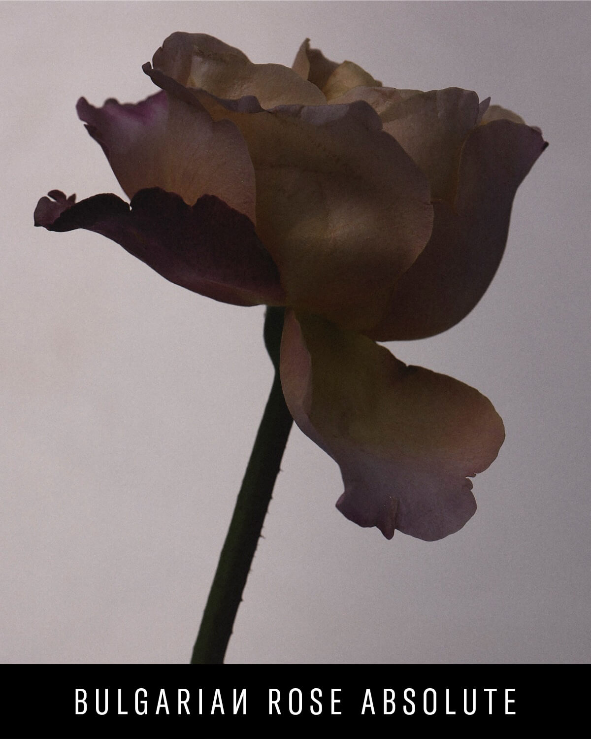 A closeup of a lilac-colored rose against a light gray background.