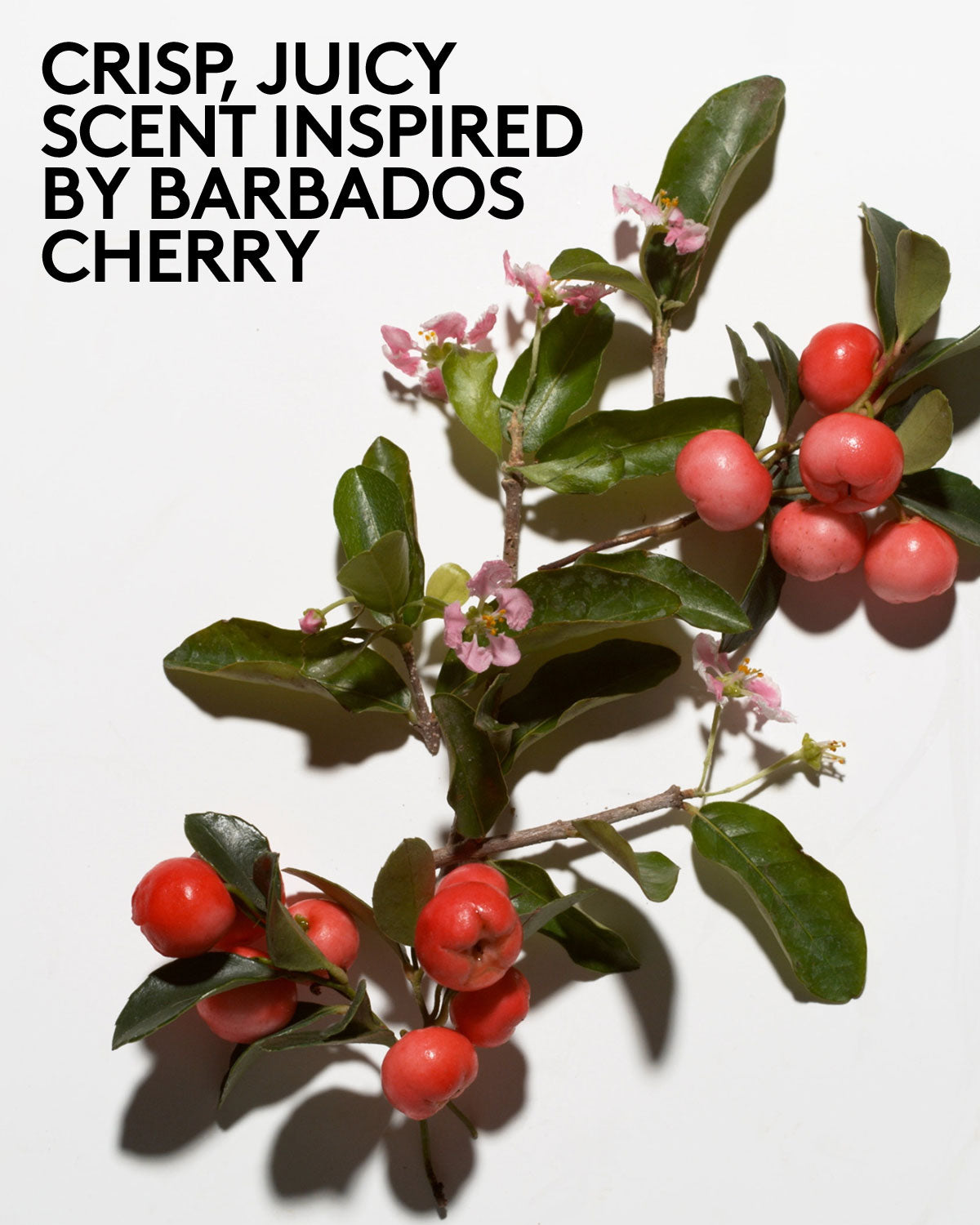 A branch of a Barbados Cherry tree with flowers and fruits, next to the overlay text, "Crisp, juicy scent inspired by Barbados Cherry".